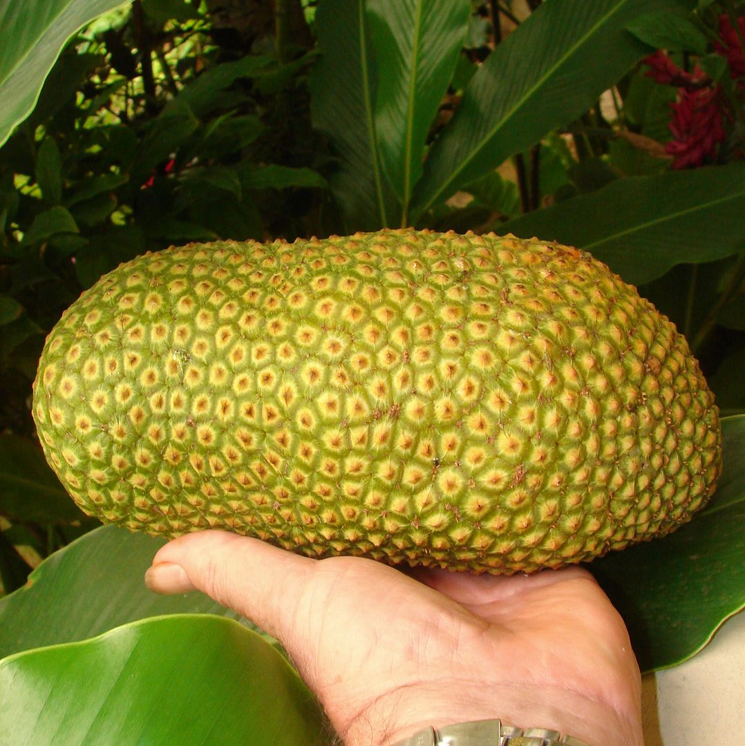 Polynesian Produce Stand CHEMPEDAK Artocarpus integer Wild Borneo